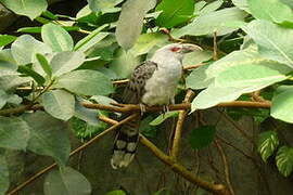 Channel-billed Cuckoo