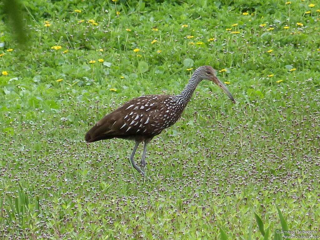 Limpkin