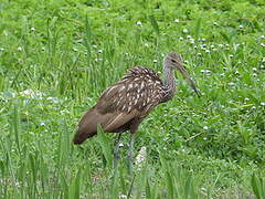 Limpkin