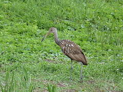 Limpkin