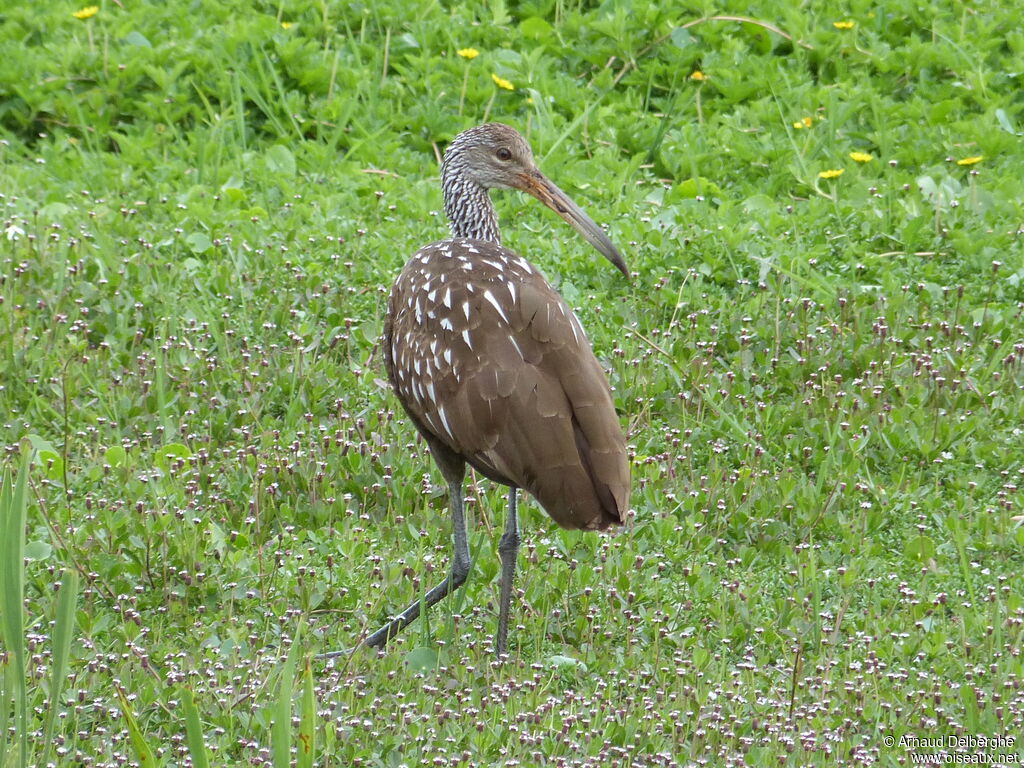 Limpkin