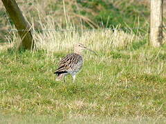 Eurasian Curlew