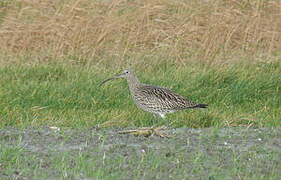 Eurasian Curlew