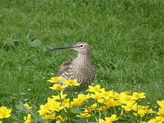 Eurasian Curlew