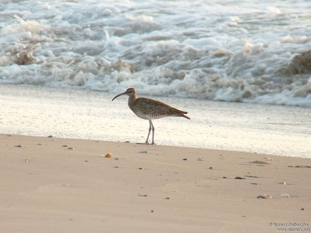 Whimbrel