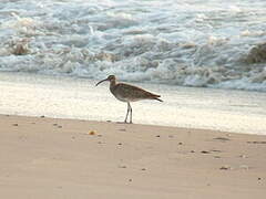 Eurasian Whimbrel