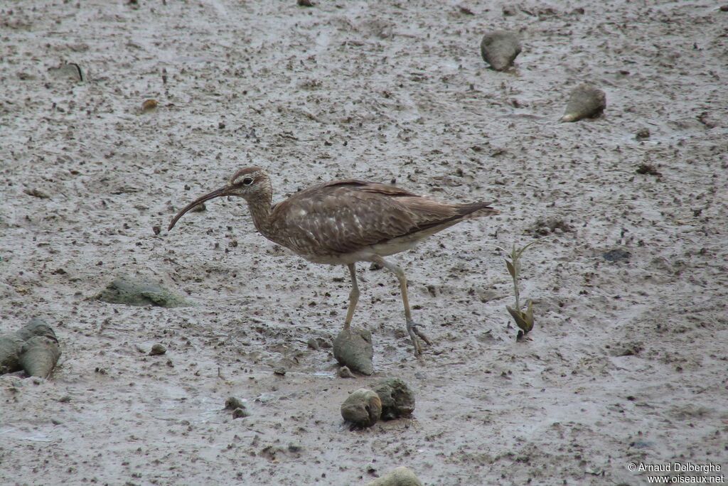 Eurasian Whimbrel