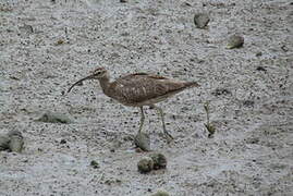 Whimbrel