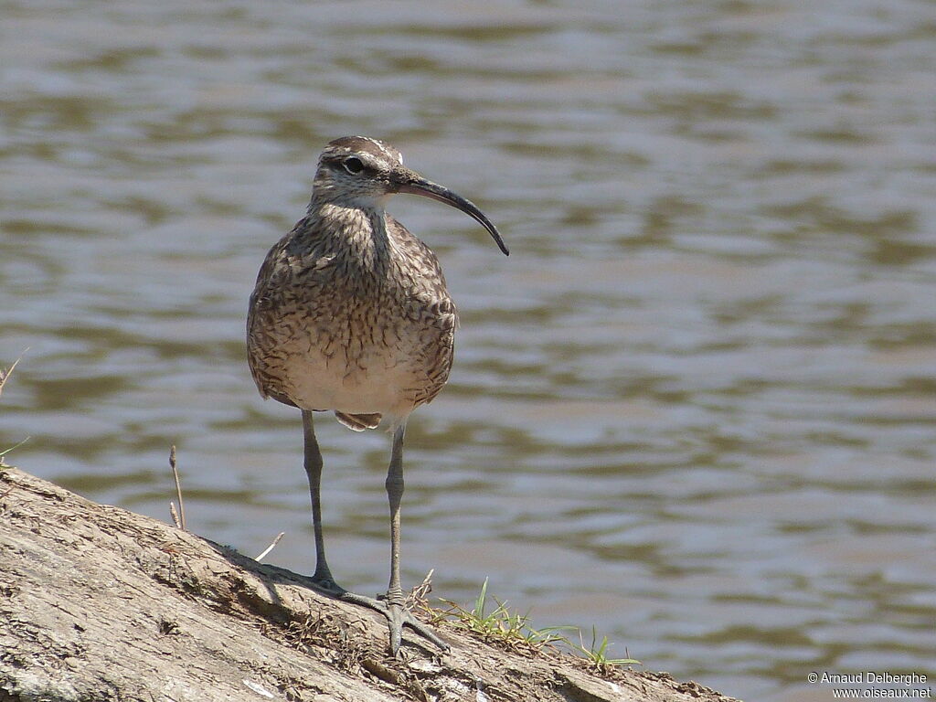 Whimbrel