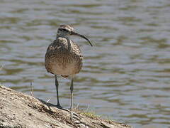 Eurasian Whimbrel