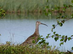 Whimbrel