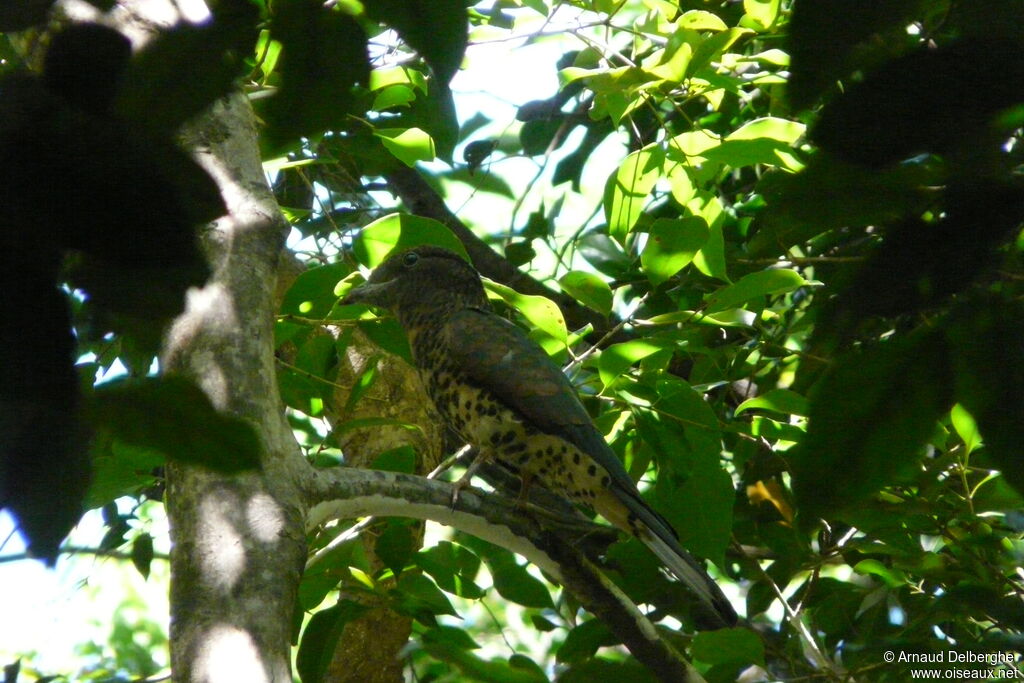 Cuckoo-roller female