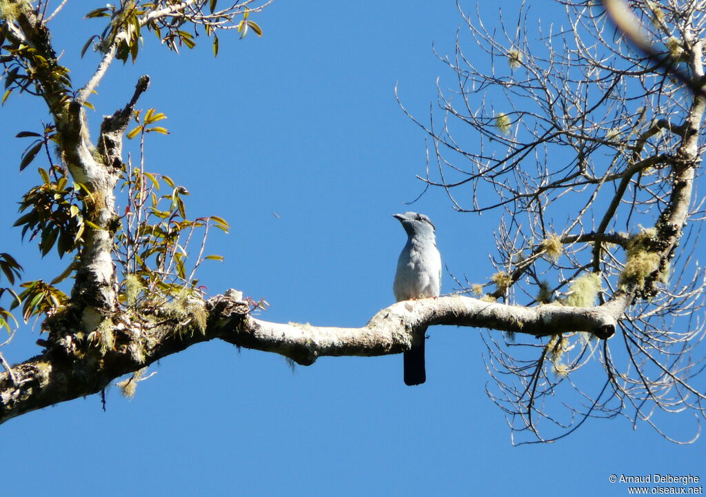 Cuckoo-roller male