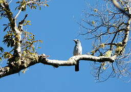 Cuckoo-roller