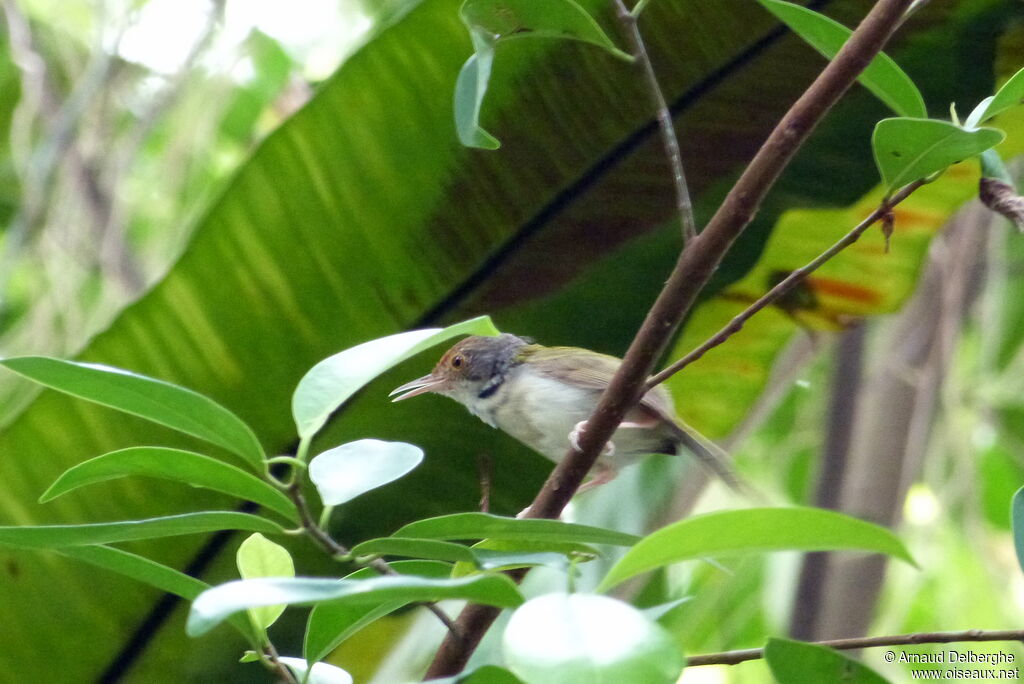 Dark-necked Tailorbird