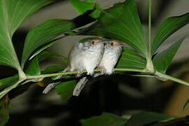 Common Tailorbird