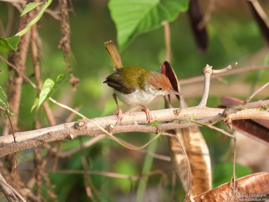 Common Tailorbird