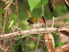 Common Tailorbird