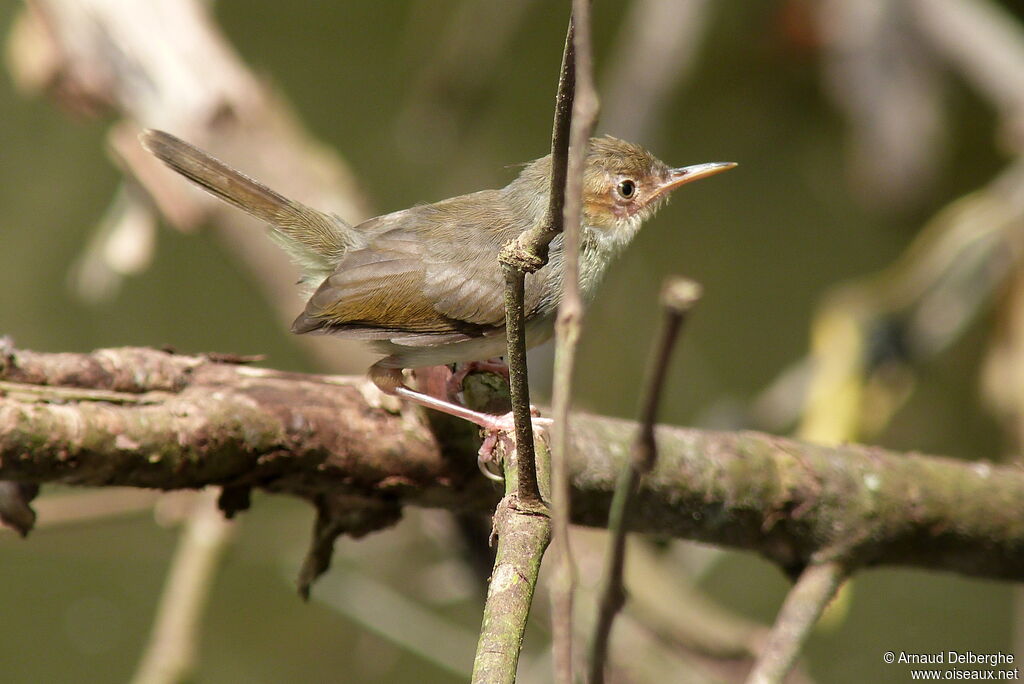 Common Tailorbird