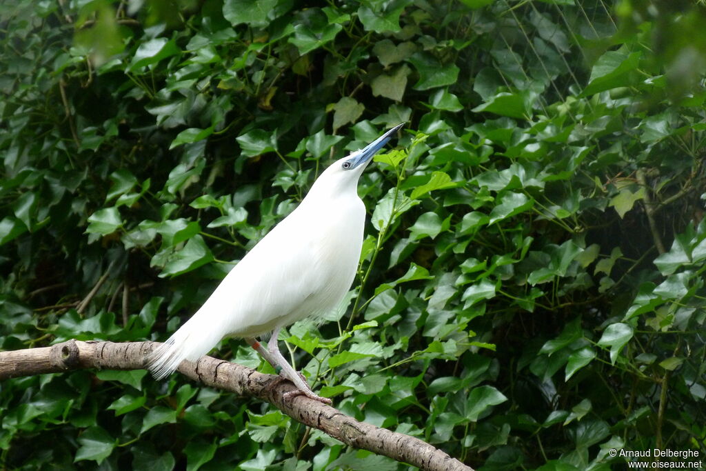 Crabier blanc