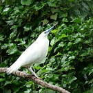 Crabier blanc