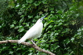 Malagasy Pond Heron