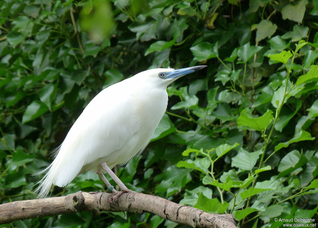 Crabier blanc