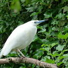 Crabier blanc
