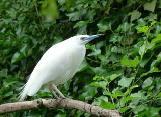 Crabier blanc