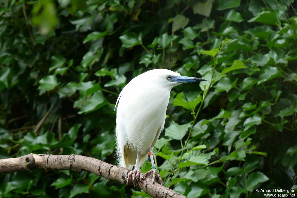 Malagasy Pond Heron