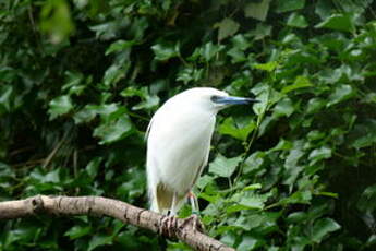 Crabier blanc