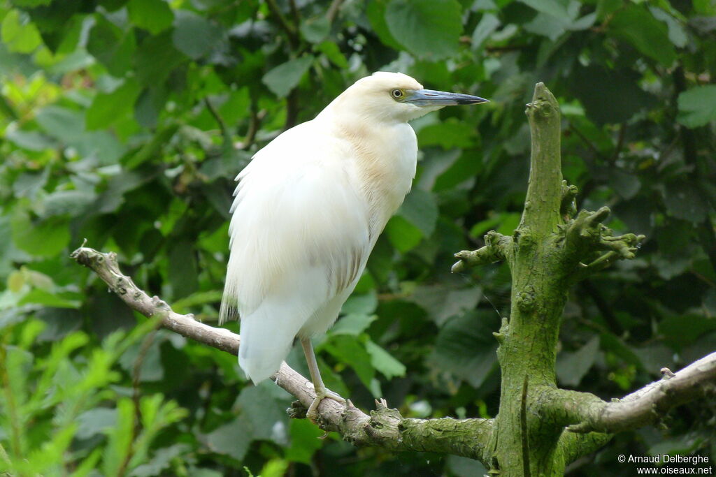 Malagasy Pond Heronadult, identification