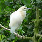 Crabier blanc