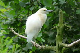 Malagasy Pond Heron