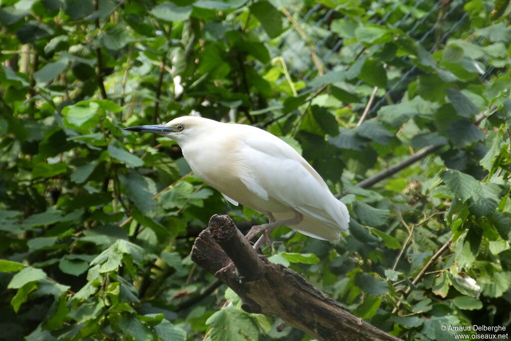 Crabier blanc