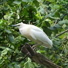 Crabier blanc