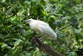 Malagasy Pond Heron