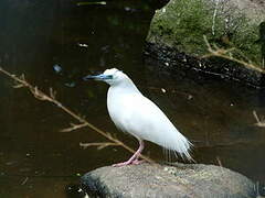 Malagasy Pond Heron