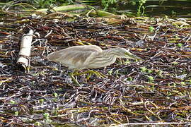 Squacco Heron