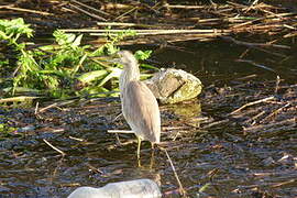 Squacco Heron