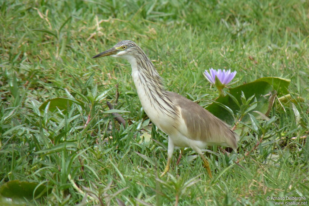 Squacco Heron