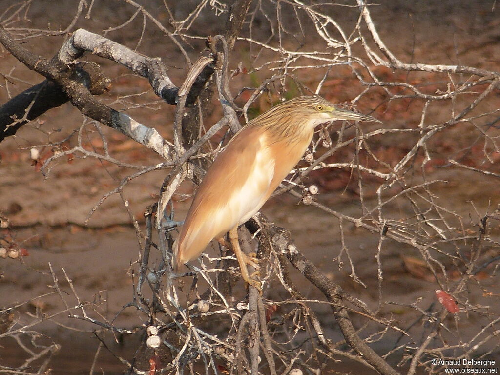 Squacco Heron