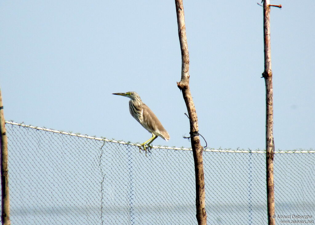 Chinese Pond Heron