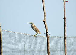 Chinese Pond Heron