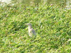 Chinese Pond Heron