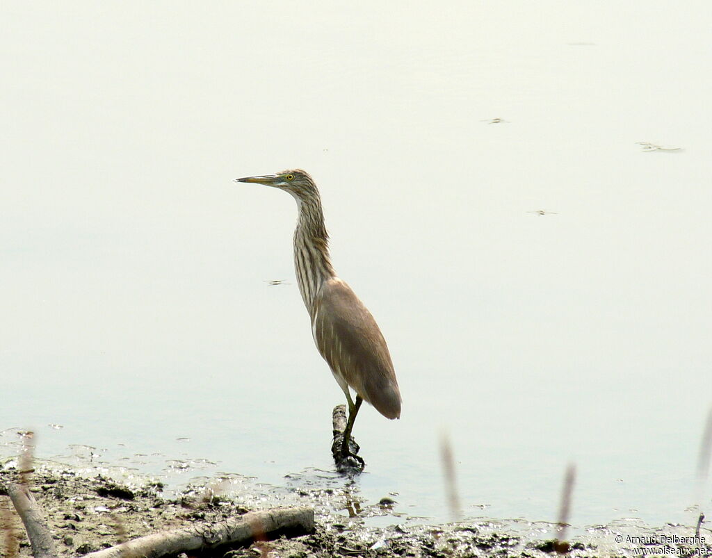 Chinese Pond Heron