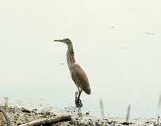 Chinese Pond Heron