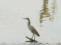 Chinese Pond Heron