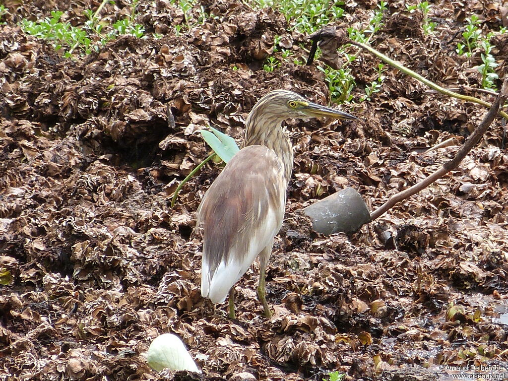 Indian Pond Heron