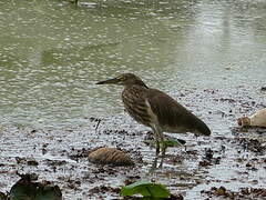 Indian Pond Heron